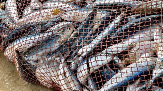 A net full of fish Description automatically generated