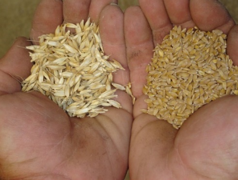 The pealed wheat is on the right, while the husks, or chaff, is on the left