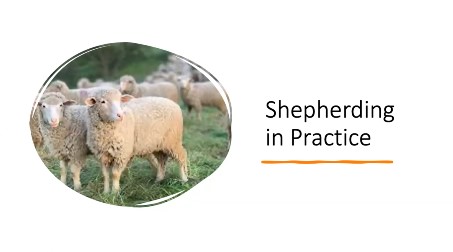 Shepherding in Practice