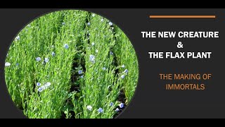 The New Creature and the Flax Plant