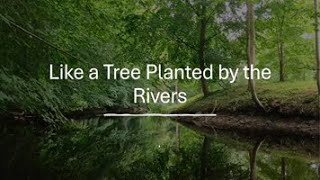 Like a Tree Planted by the Rivers