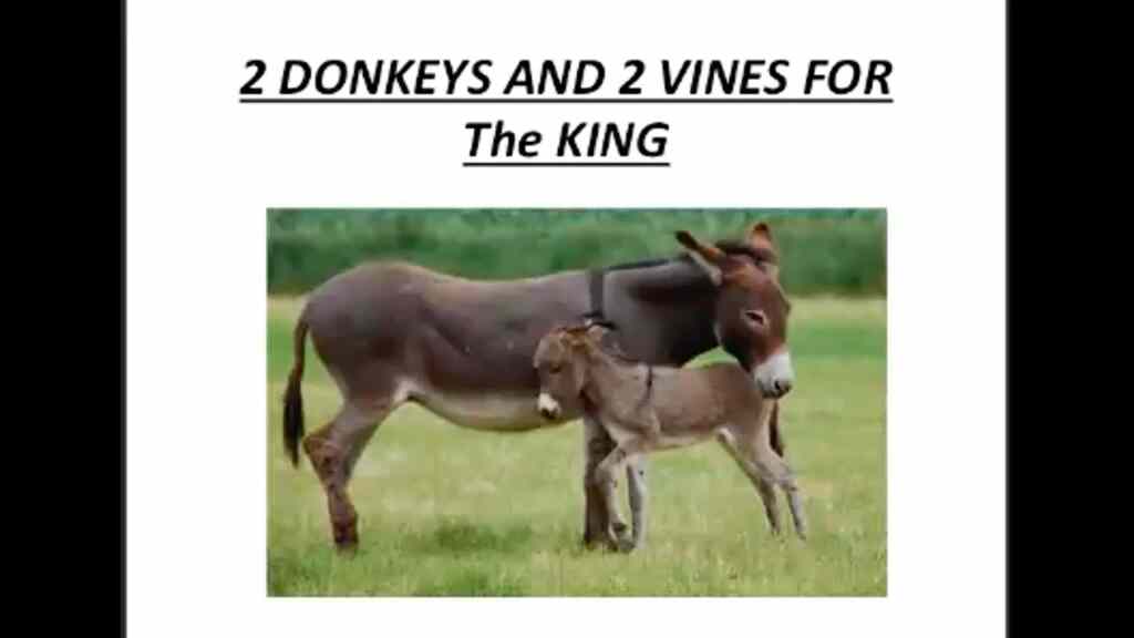 Two Donkeys and Two Vines for the King