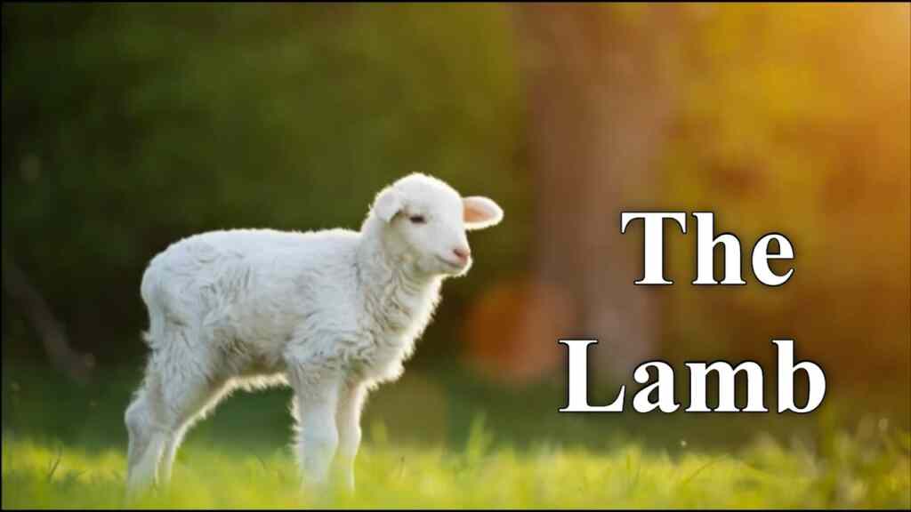 The Lamb