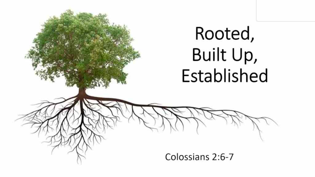 Rooted, Built Up, Established